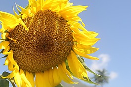 向日葵,葵花,太陽