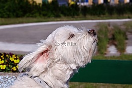 動物,狗,寵物