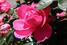鮮花,玫瑰,紅玫瑰