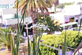 花,露臺(tái),綠色