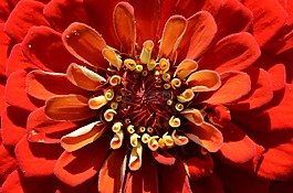 開花,花,紅色