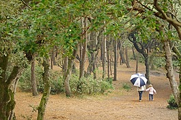 森林,家庭,騎