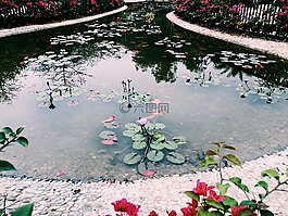 荷花,池塘,意境