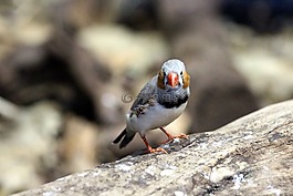 finch,taeniopygia guttata,amadina