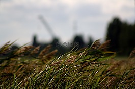 草,穗,風(fēng)