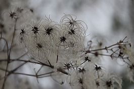 冬天,植被,雪