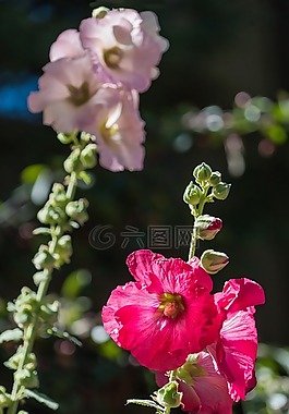 鮮花,羽扇豆,關閉了