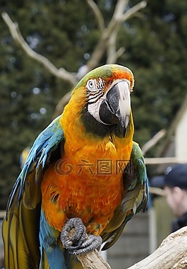 鸚鵡,鳥,動物