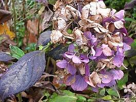 繡球,八仙花,開(kāi)花