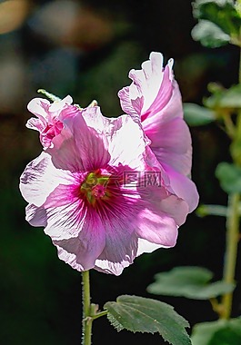 鮮花,天竺葵,關(guān)閉了