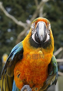鸚鵡,鳥,動物