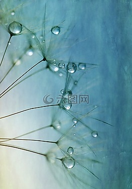 蒲公英,種子,關(guān)閉