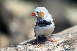 finch,鳥(niǎo),性質(zhì)