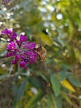 花,蜜蜂,紫