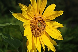 太陽(yáng)花,開花,黃色