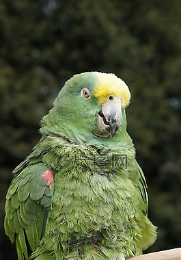 鸚鵡,鳥,動物