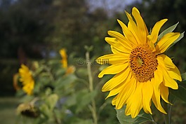 太陽(yáng)花,開花,黃色