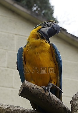 鸚鵡,鳥,動物