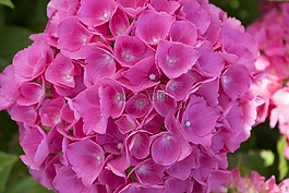 花,粉色,花園