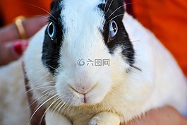 兔,白,黑