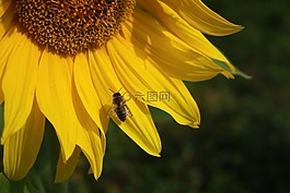 太陽(yáng)花,開(kāi)花,黃色