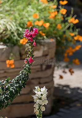 鮮花,羽扇豆,關(guān)閉了