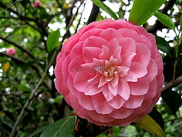 粉紅色,花,公園