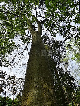 福利奧,植物園,樹木棉桐