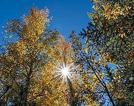 葉子,sunstar,天空