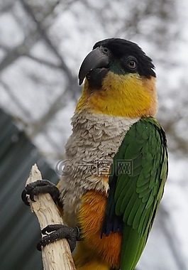 鸚鵡,鳥,動物