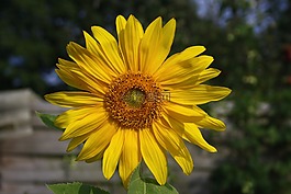 太陽(yáng)花,開(kāi)花,黃色