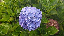 绣球,花,蓝色