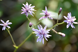 花,紫,花瓣