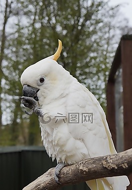鸚鵡,鳥(niǎo),動(dòng)物