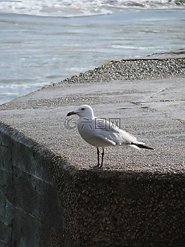 海鷗,端口,鳥