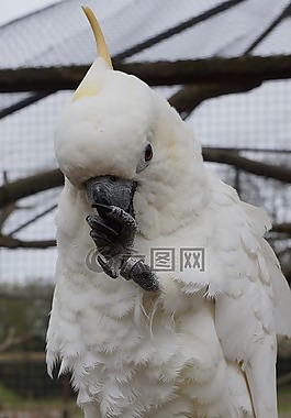 鸚鵡,鳥,動(dòng)物