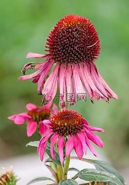 錐花,coneflower,紫色