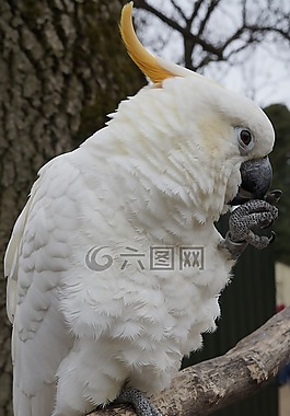 鸚鵡,鳥,動(dòng)物