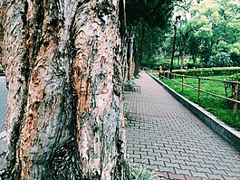 大樹,公園,景色