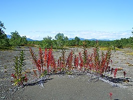 腳,渣,雜草
