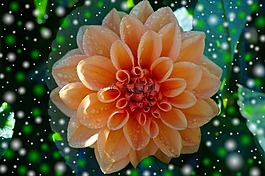 嬌琴紗,花,廠