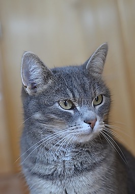 猫,灰色,国内的猫