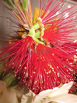 花,紅色,裝飾