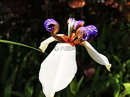 春色,花朵,鳶尾花