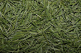 針,松針,圣誕節(jié)