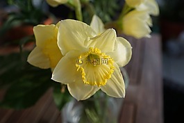水仙,花,黃色