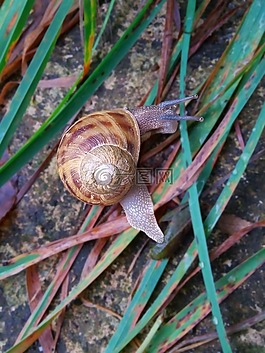 蝸牛,草,景觀