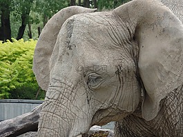 大象,動(dòng)物園,非洲