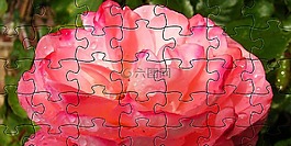 玫瑰,紅色,花