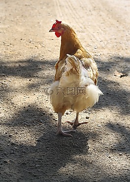 雞,農(nóng)場,家禽